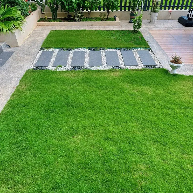 Four Seasons Evergreen Dwarf Grass Seed | Create Your Perfect Lawn, Starting Here!