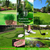 Four Seasons Evergreen Dwarf Grass Seed | Create Your Perfect Lawn, Starting Here!