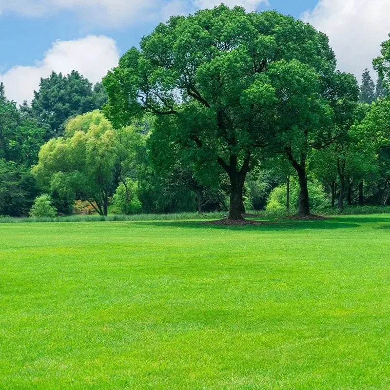 Four Seasons Evergreen Dwarf Grass Seed | Create Your Perfect Lawn, Starting Here!