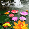 Hybrid Lotus Flower seeds | 🔥FLAT 58% OFF SALE🔥